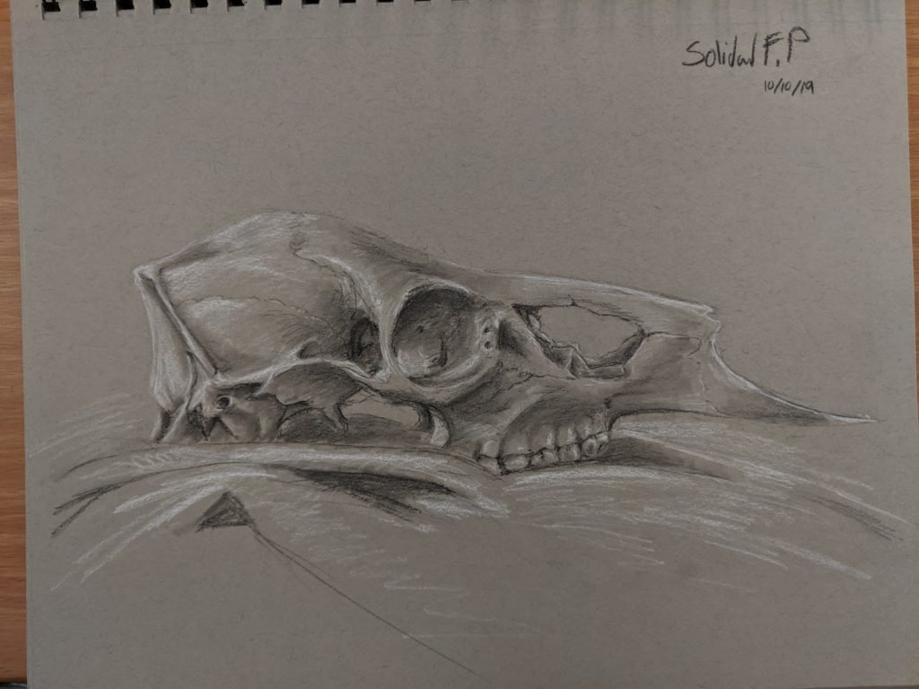 Sketch of Deer Skull